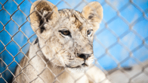 Big_Cats